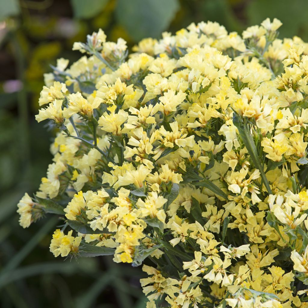 Graines de Limonium sinuatum subsp. bonduellei - Statice jaune