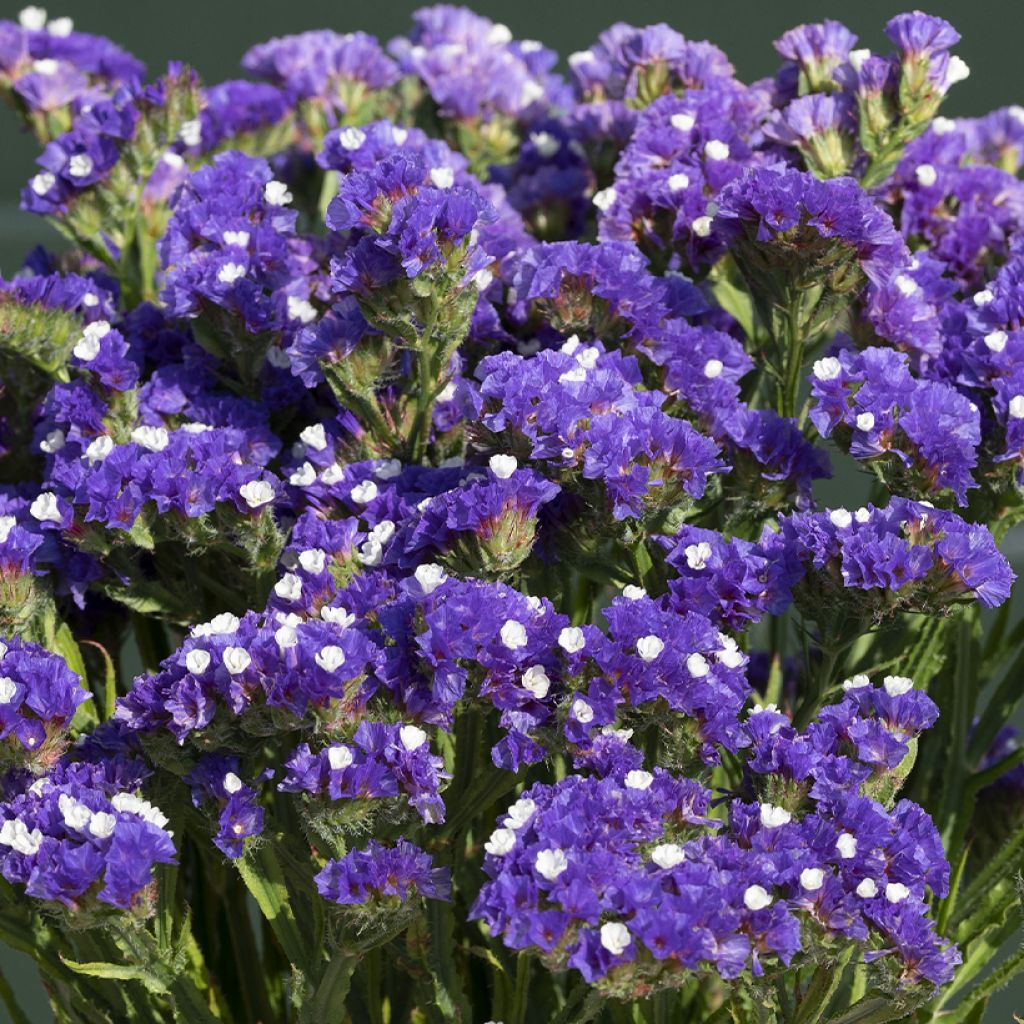 Graines de Statice Forever Blue - Limonium sinuatum