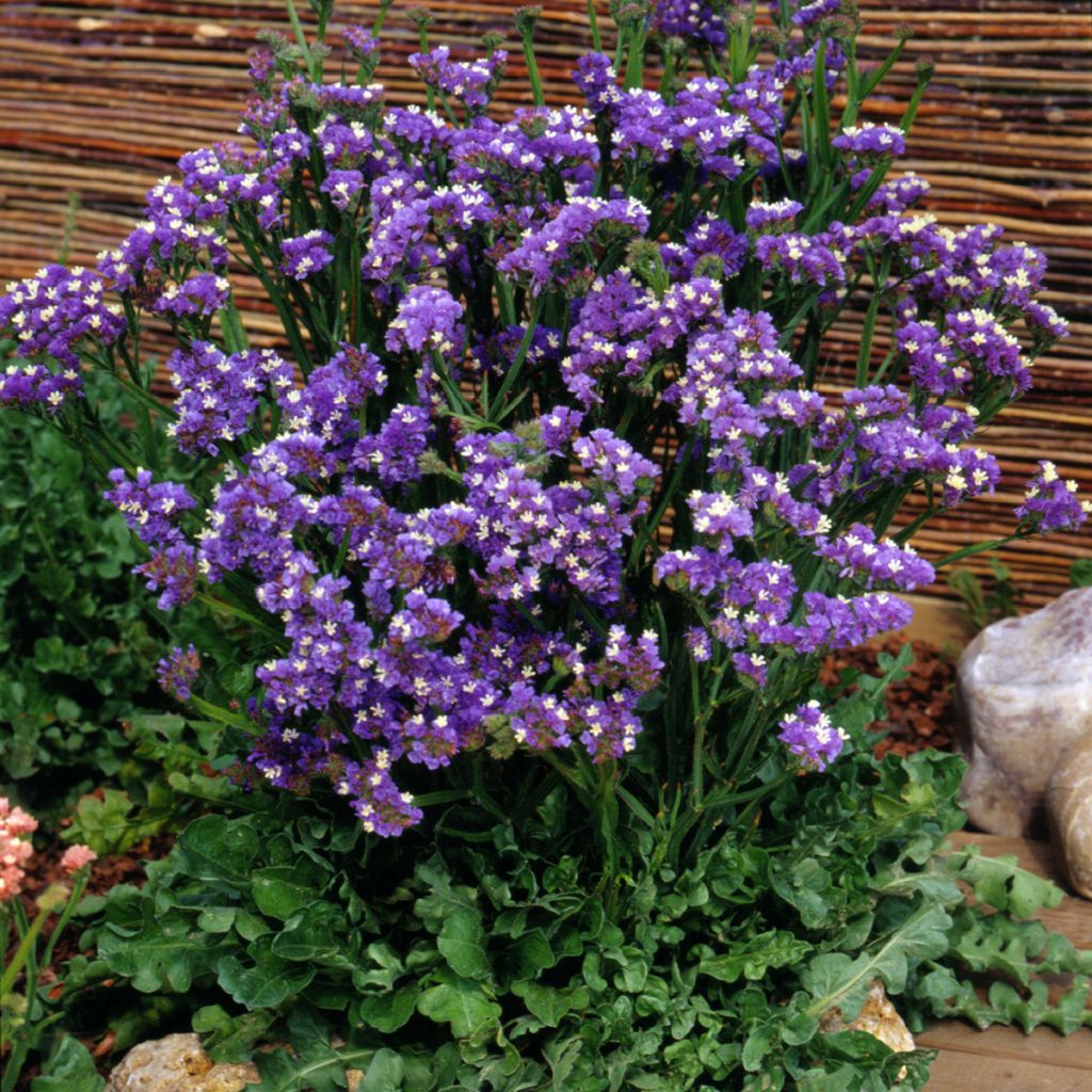 Graines de Statice Forever Blue - Limonium sinuatum