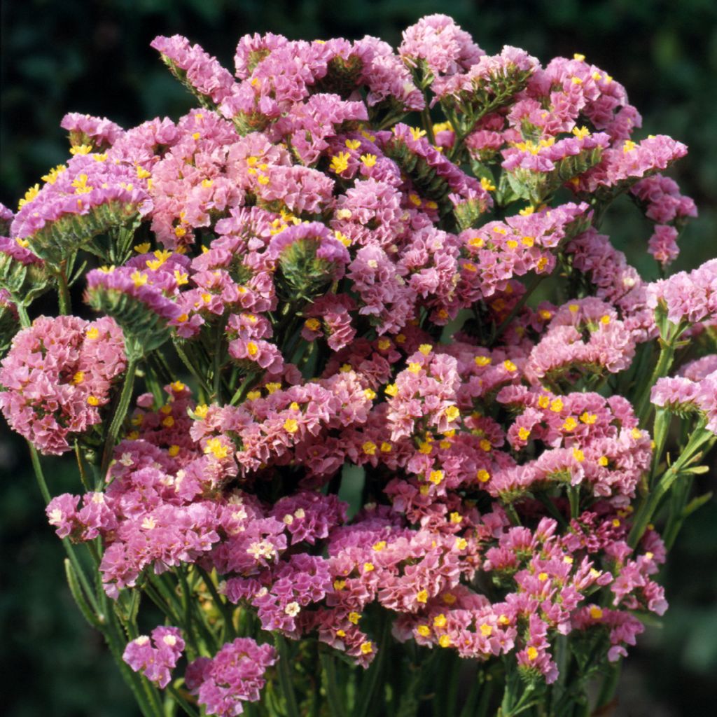 Graines de Statice Forever Happy - Limonium sinuatum