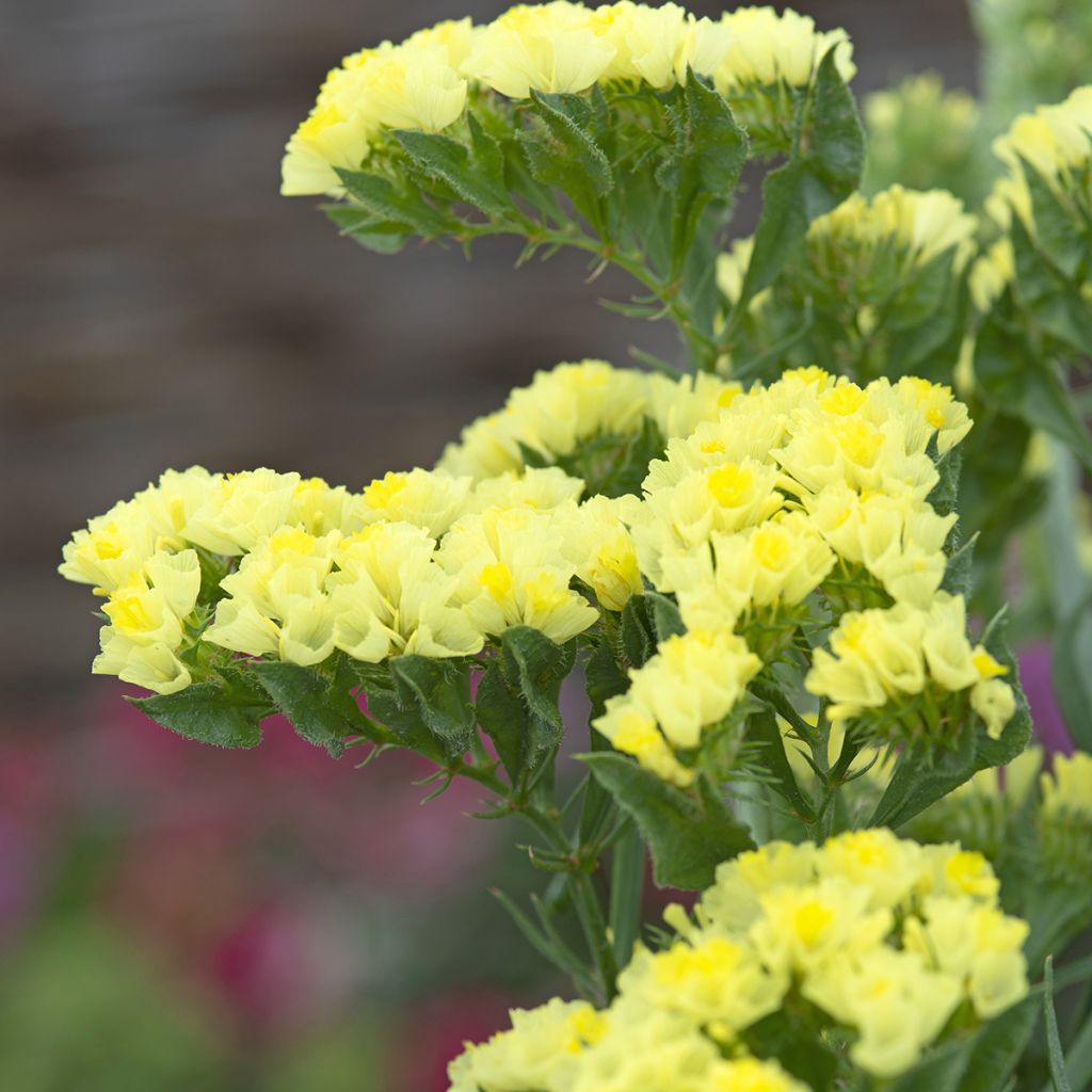 Graines de Statice Forever Moonlight - Limonium sinuatum