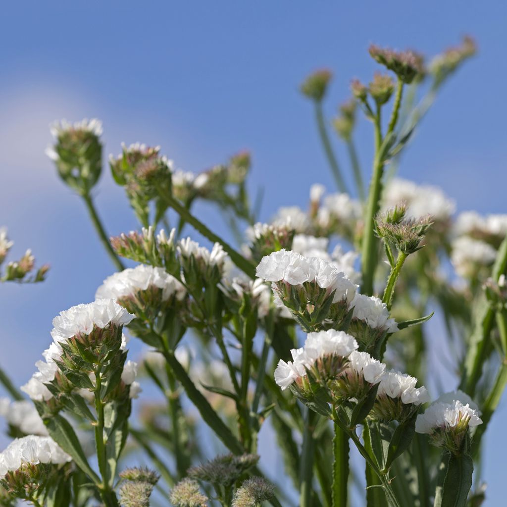 Graines de Statice Forever Silver - Limonium sinuatum