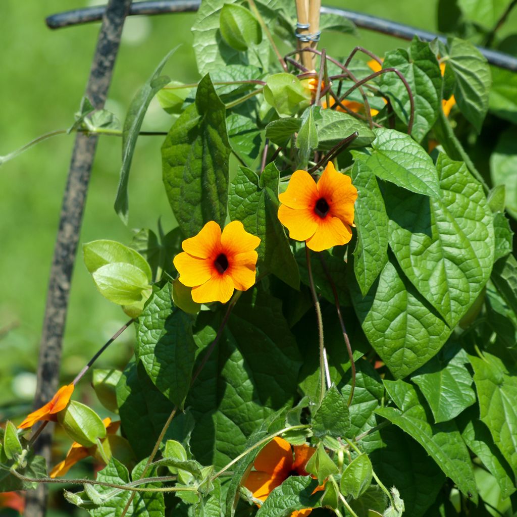 Graines de Suzanne aux yeux noirs en mélange - Thunbergia alata
