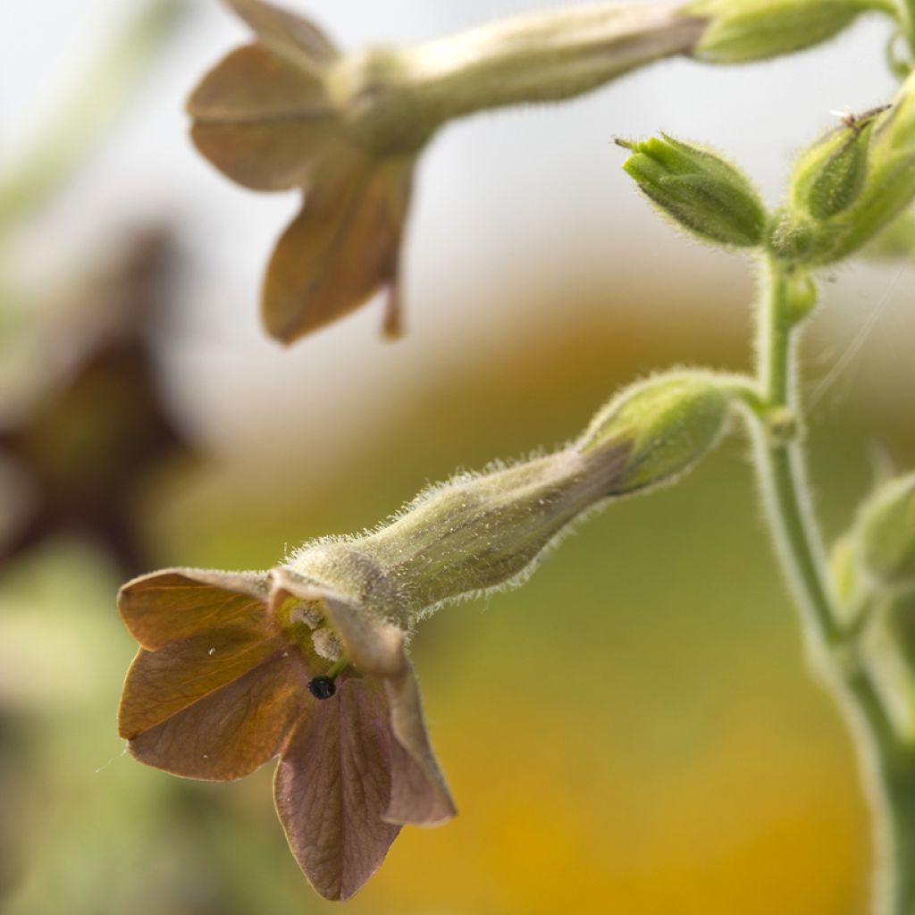 Graines de Tabac d'ornement Bronze Queen - Nicotiana langsdorffii 