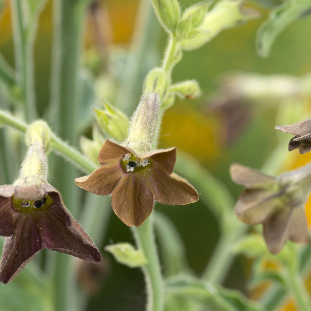 Graines de Tabac d'ornement Bronze Queen - Nicotiana langsdorffii 