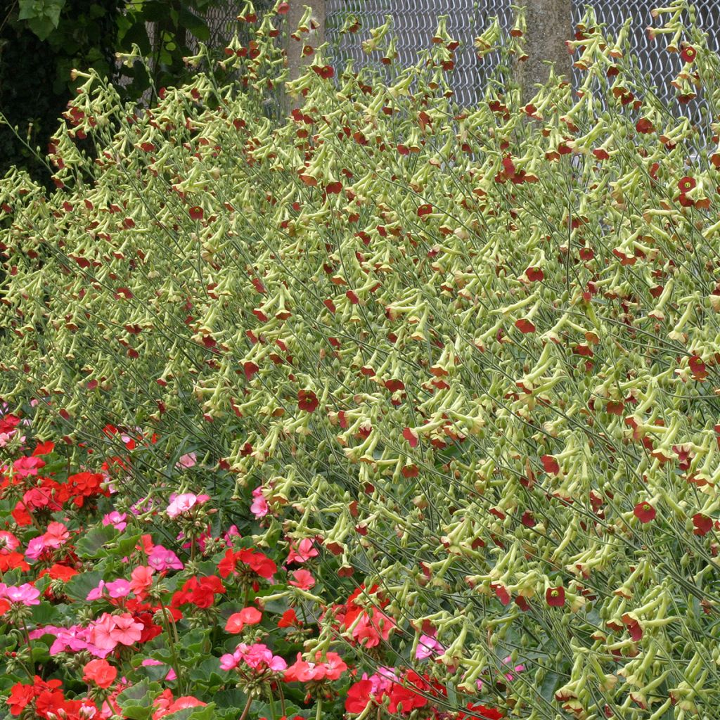 Graines de Tabac d'ornement Tinkerbell - Nicotiana alata