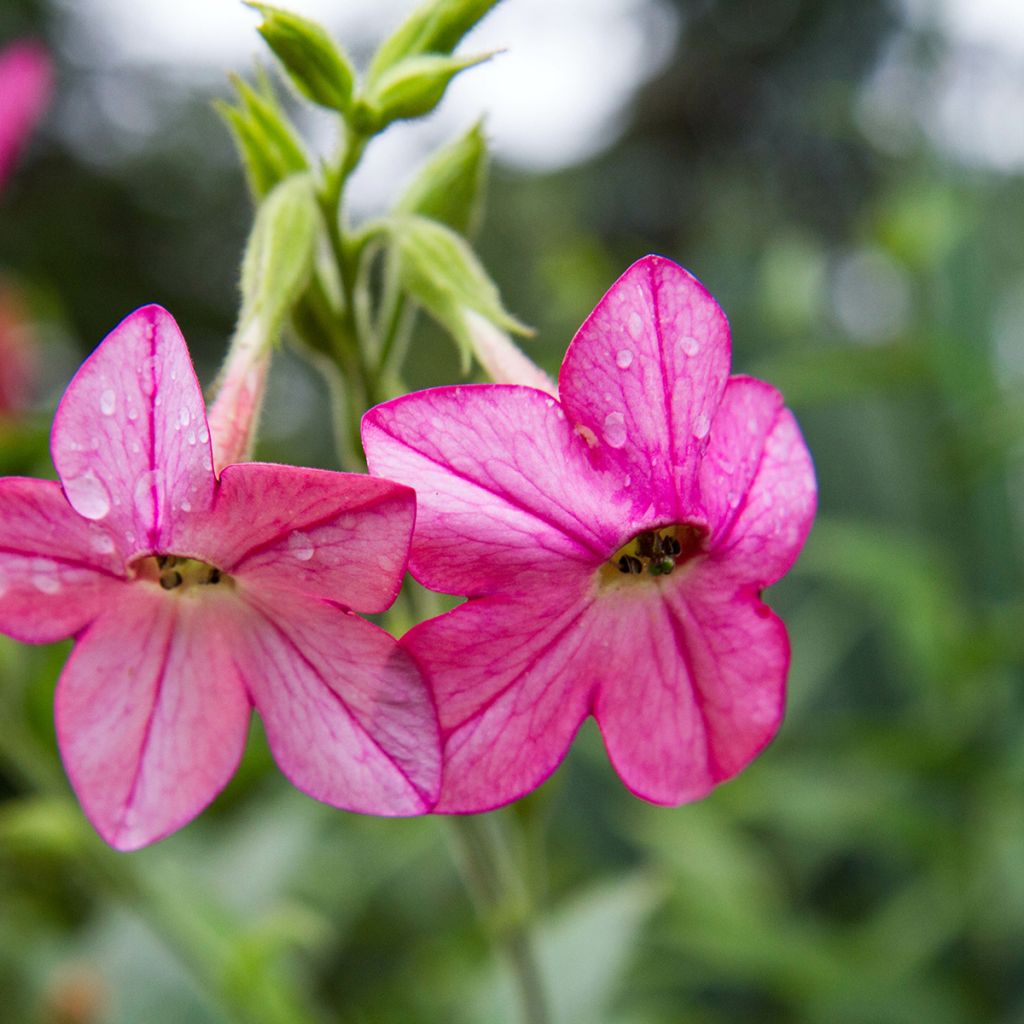 Graines de Tabac d'ornement Tinkerbell - Nicotiana alata