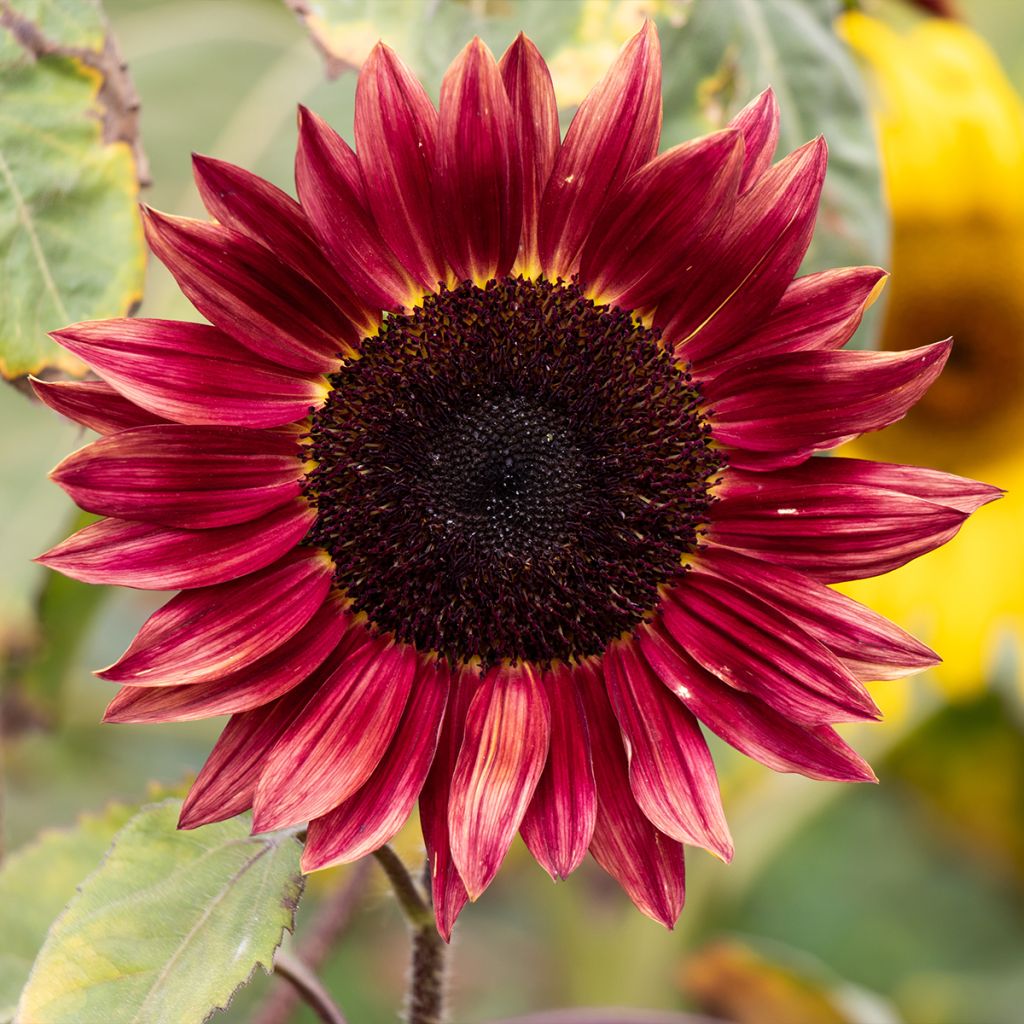 Graines de Tournesol Desire Red F1- Helianthus annuus