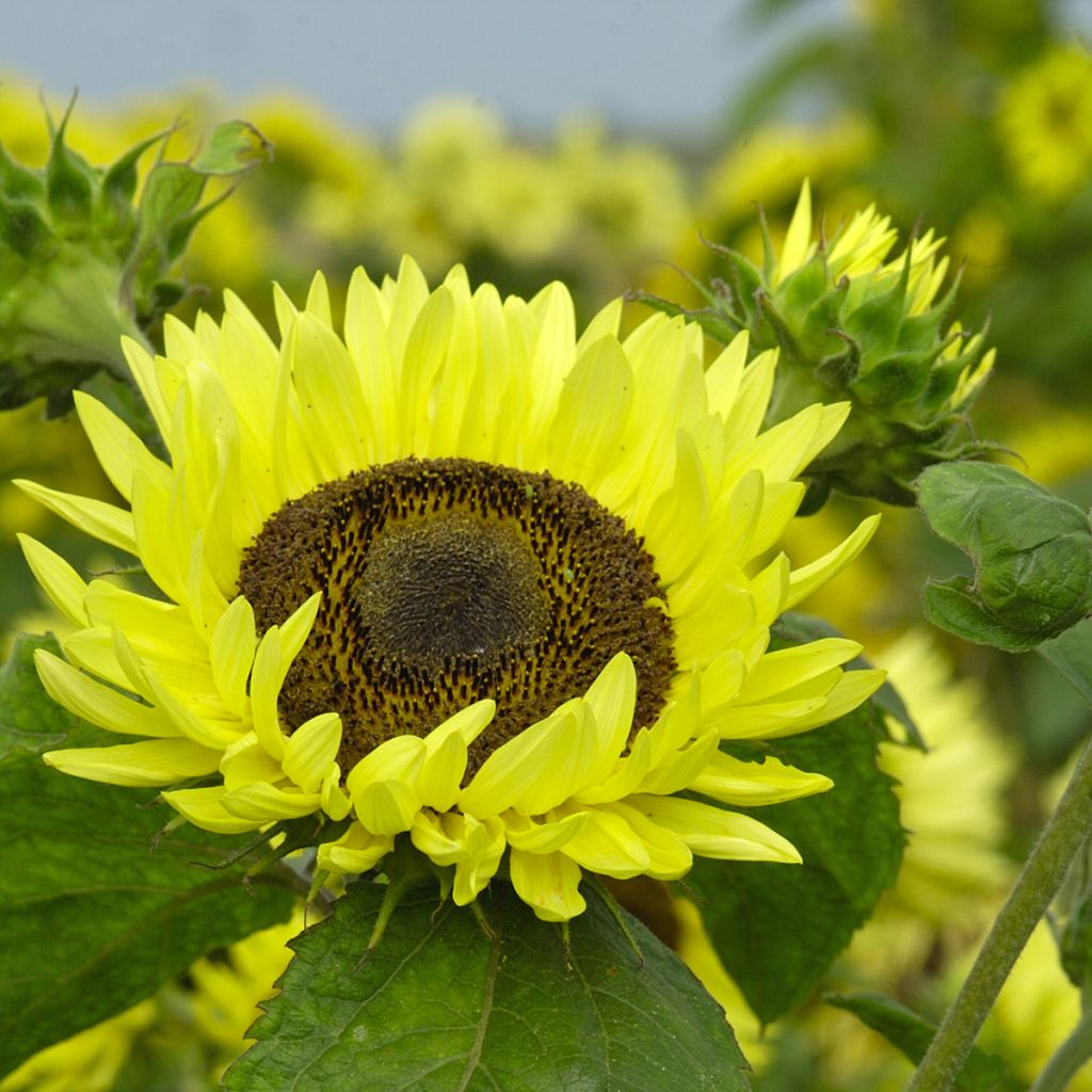 Graines de Tournesol Garden Statement - Helianthus annuus