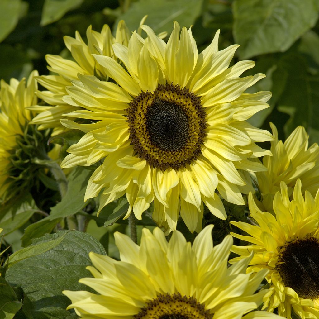 Graines de Tournesol Garden Statement - Helianthus annuus