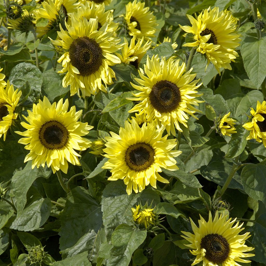 Graines de Tournesol Garden Statement - Helianthus annuus