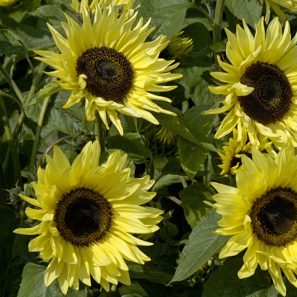 Graines de Tournesol Garden Statement - Helianthus annuus