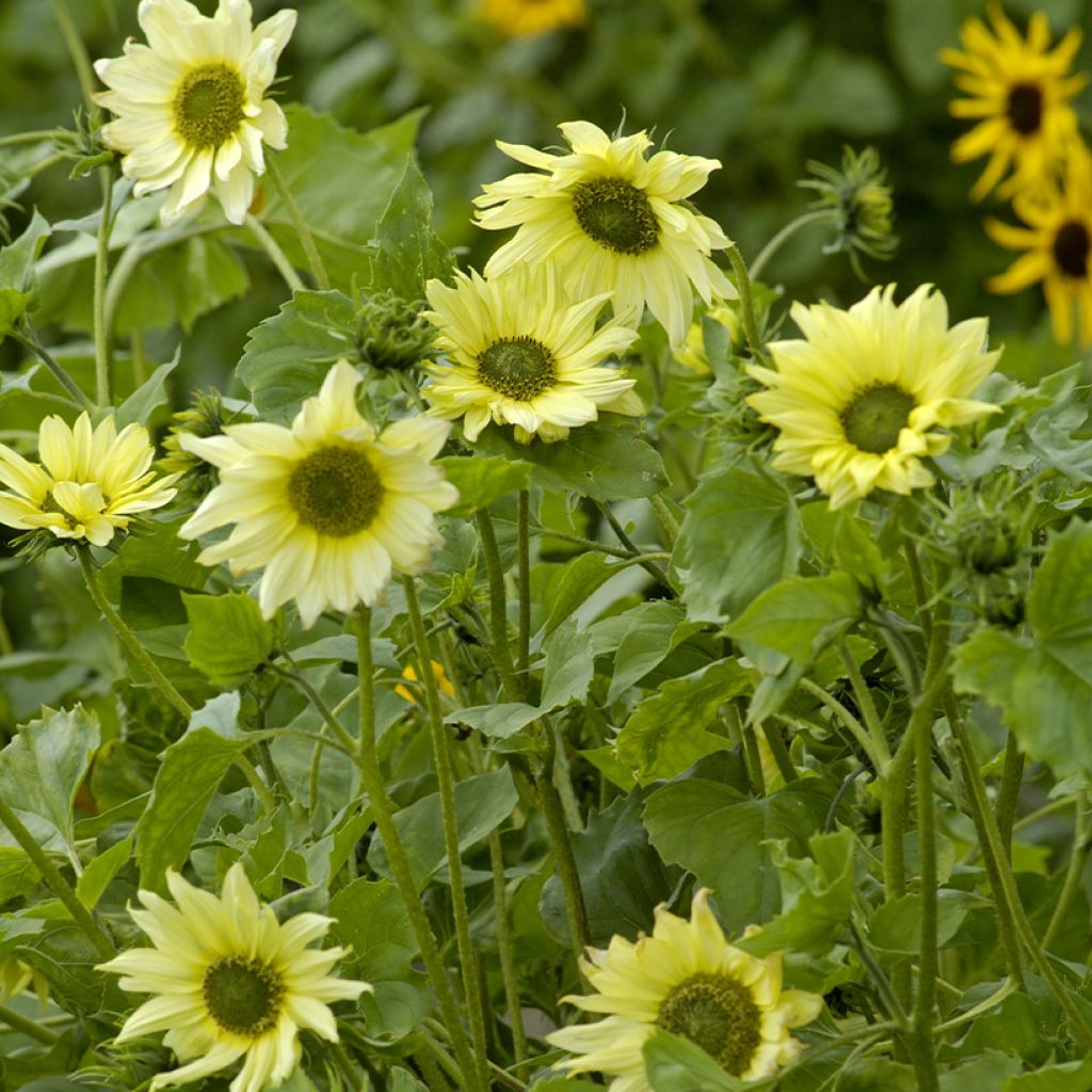 Graines de Tournesol Italian Green Heart - Helianthus debilis subsp. cucumerifolius