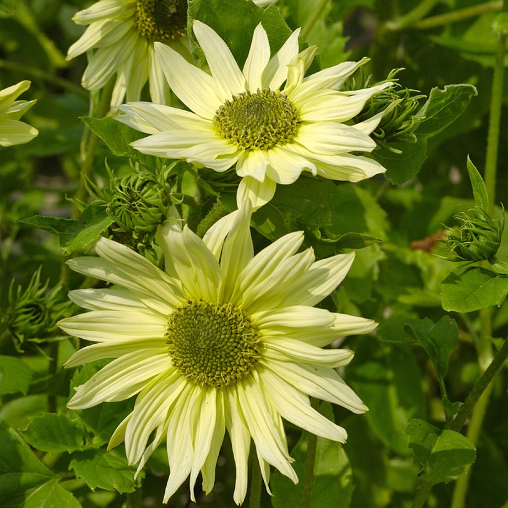 Graines de Tournesol Italian Green Heart - Helianthus debilis subsp. cucumerifolius