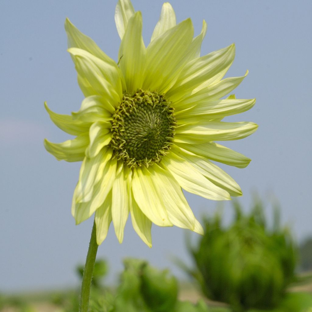 Graines de Tournesol Italian Green Heart - Helianthus debilis subsp. cucumerifolius