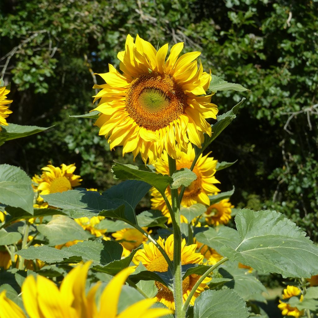 Graines de Tournesol Mongolian Giant (Russian) - Helianthus annuus