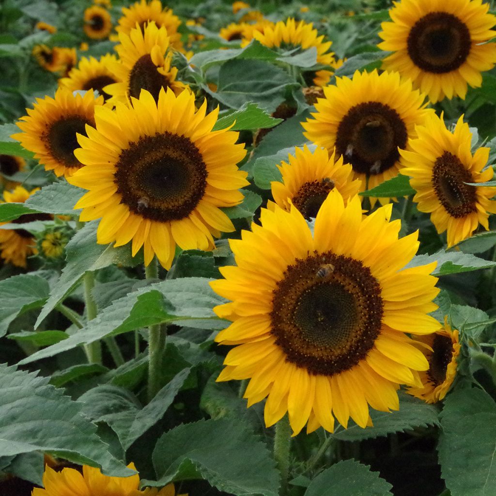 Graines de Tournesol Pradera F1 Gold - Helianthus annuus