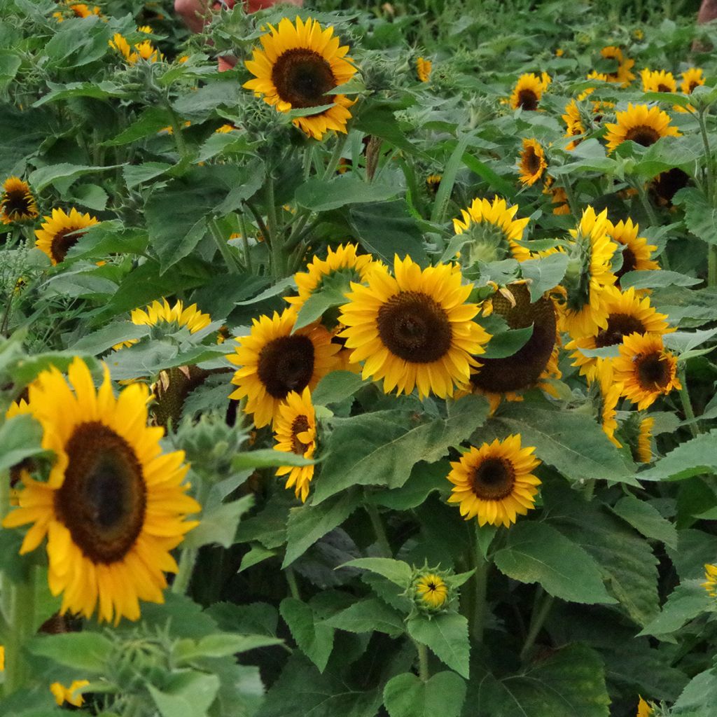 Graines de Tournesol Pradera F1 Gold - Helianthus annuus