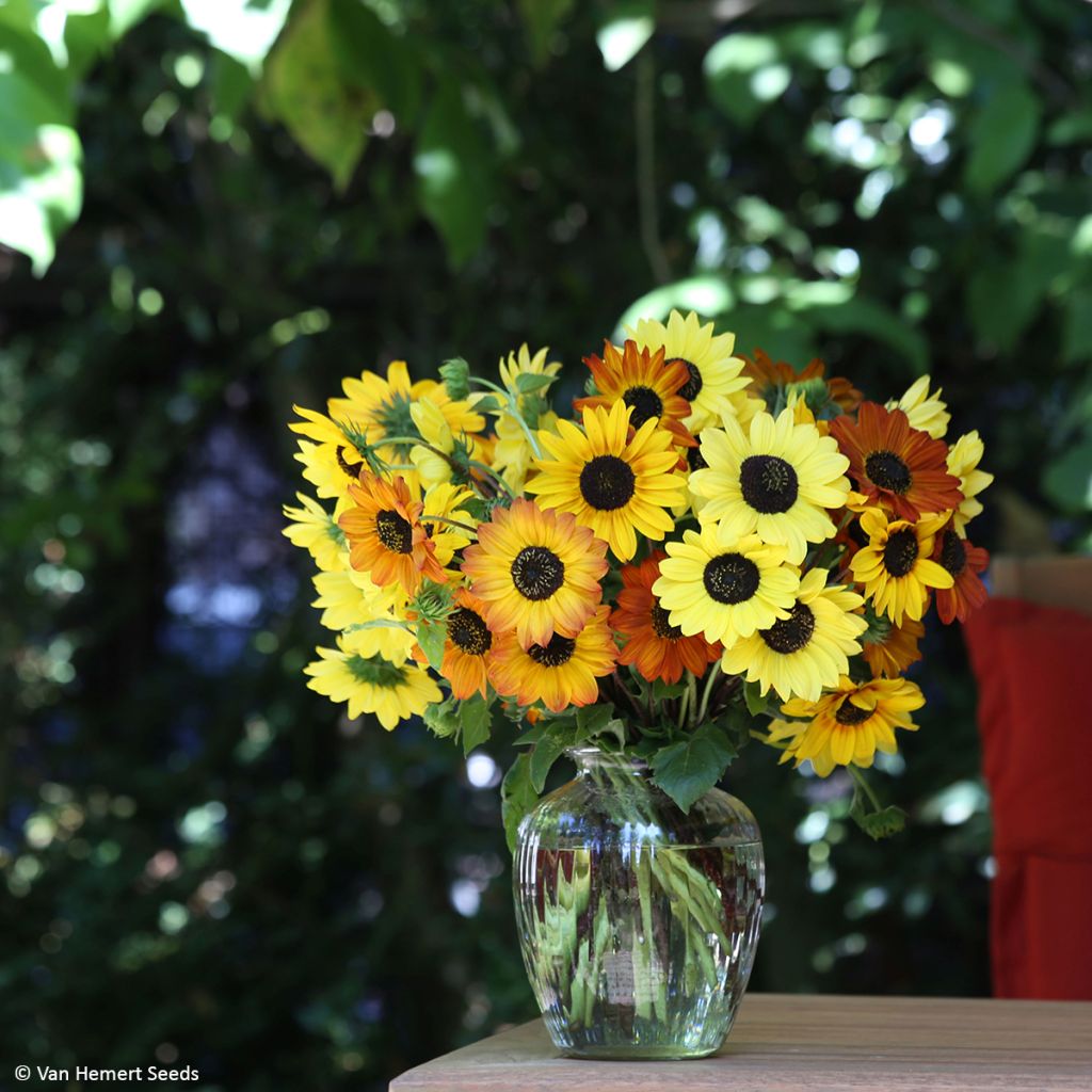 Graines de Tournesol Soluna Mix - Helianthus debilis