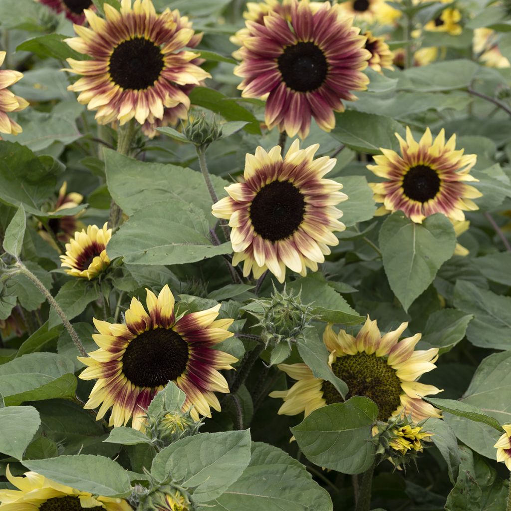 Graines de Tournesol Summer Lovin F1- Helianthus annuus