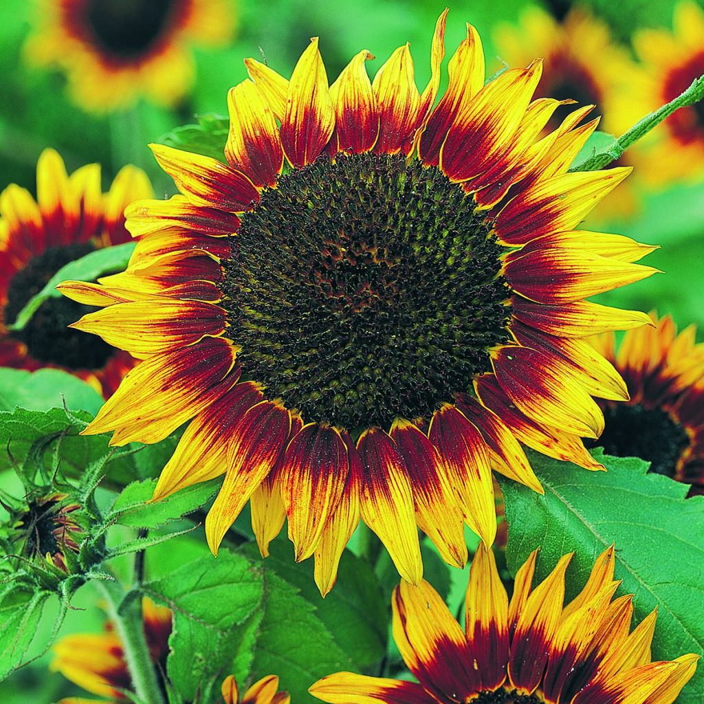 Graines de grand Tournesol Floristan - Helianthus annuus
