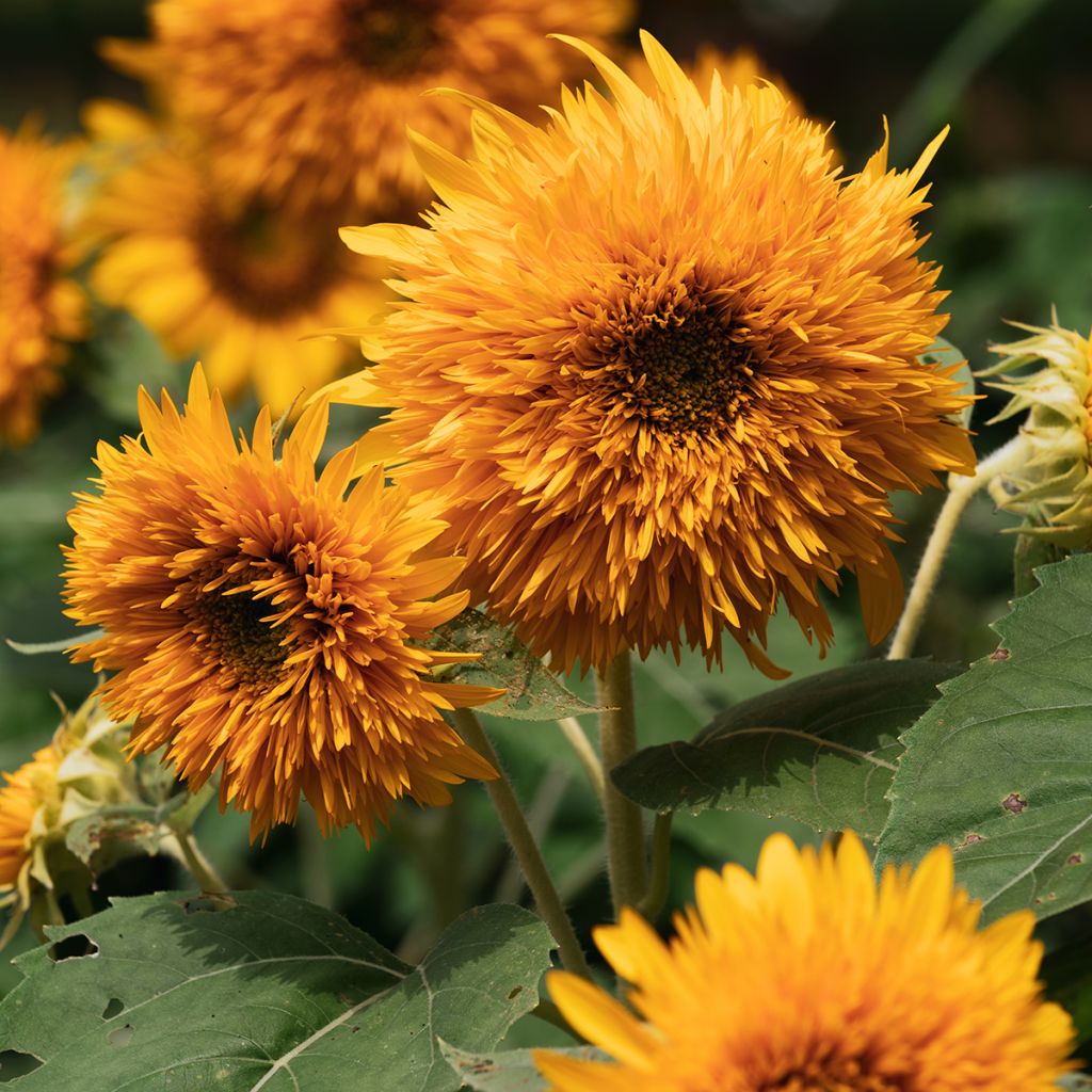 Graines de Tournesol nain Firefox