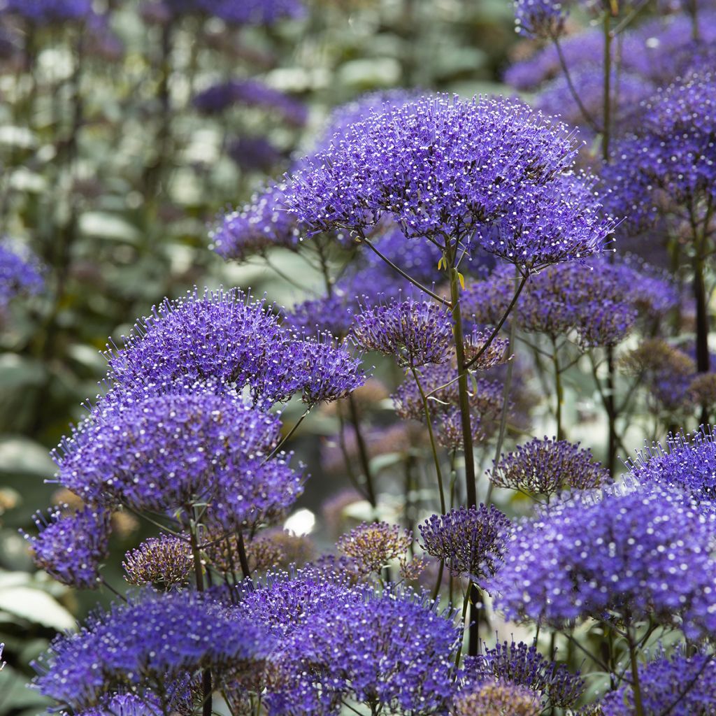 Graines de Trachélie Black Knight - Trachelium caeruleum