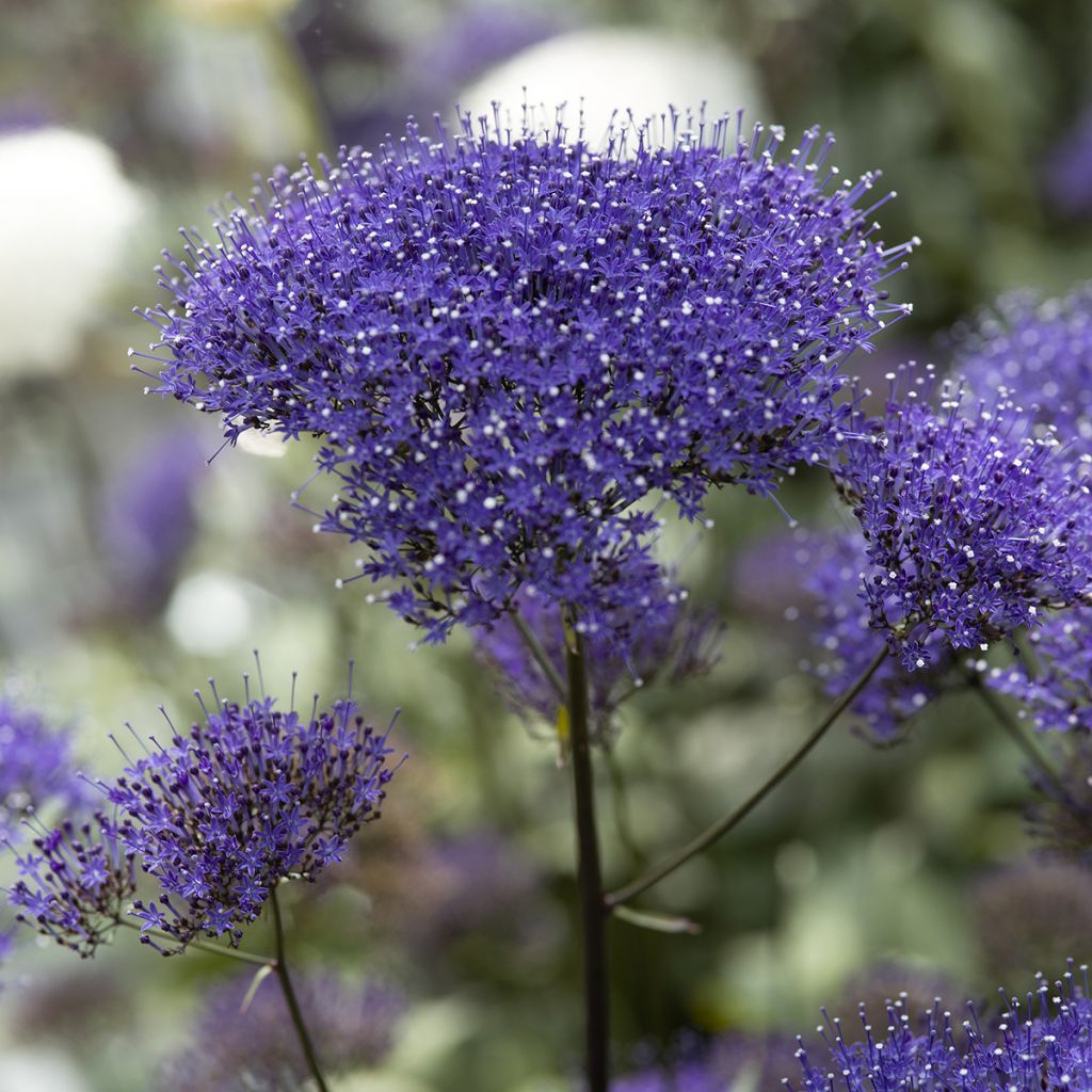 Graines de Trachélie Black Knight - Trachelium caeruleum