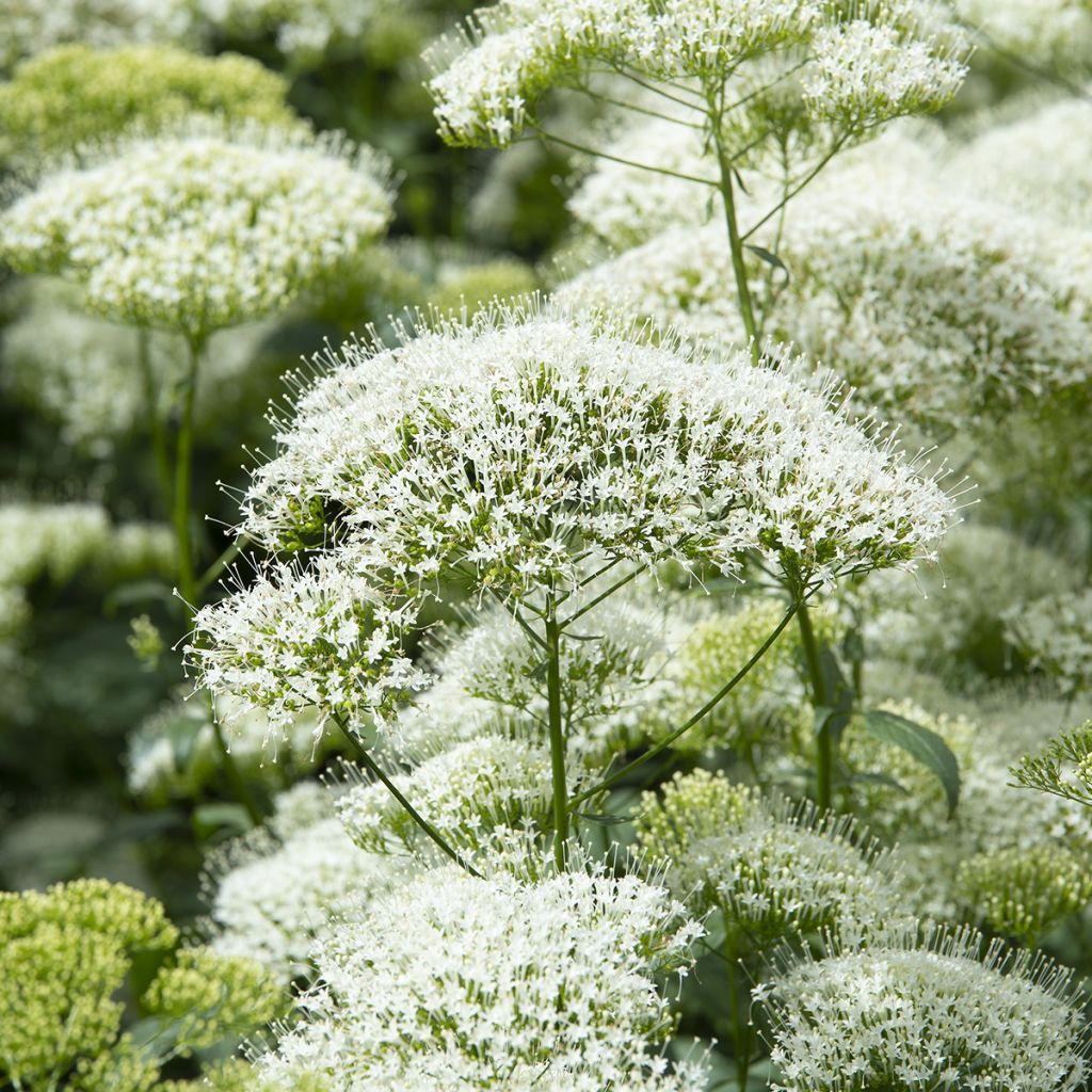 Graines de Trachélie White Knight - Trachelium caeruleum 