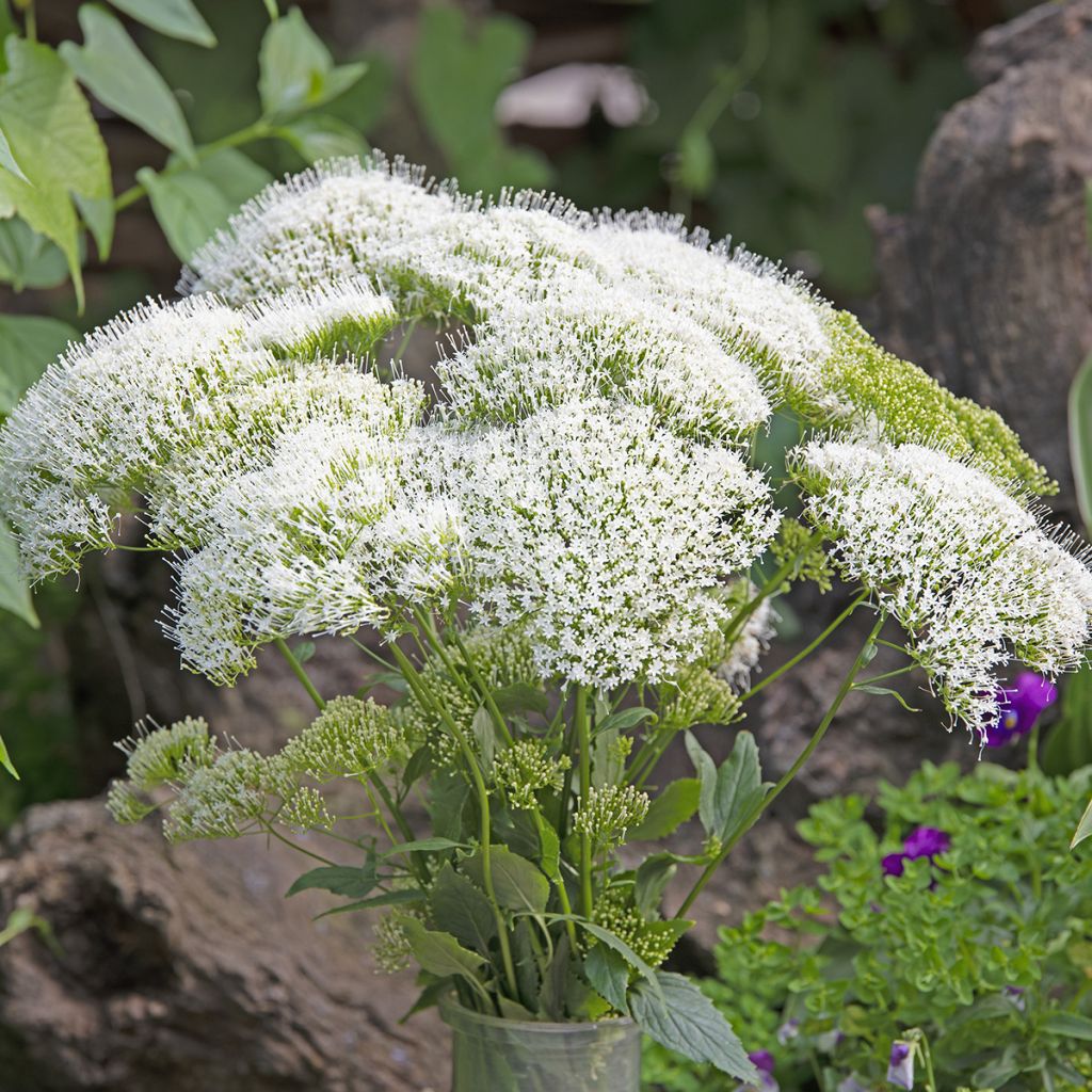 Graines de Trachélie White Knight - Trachelium caeruleum 