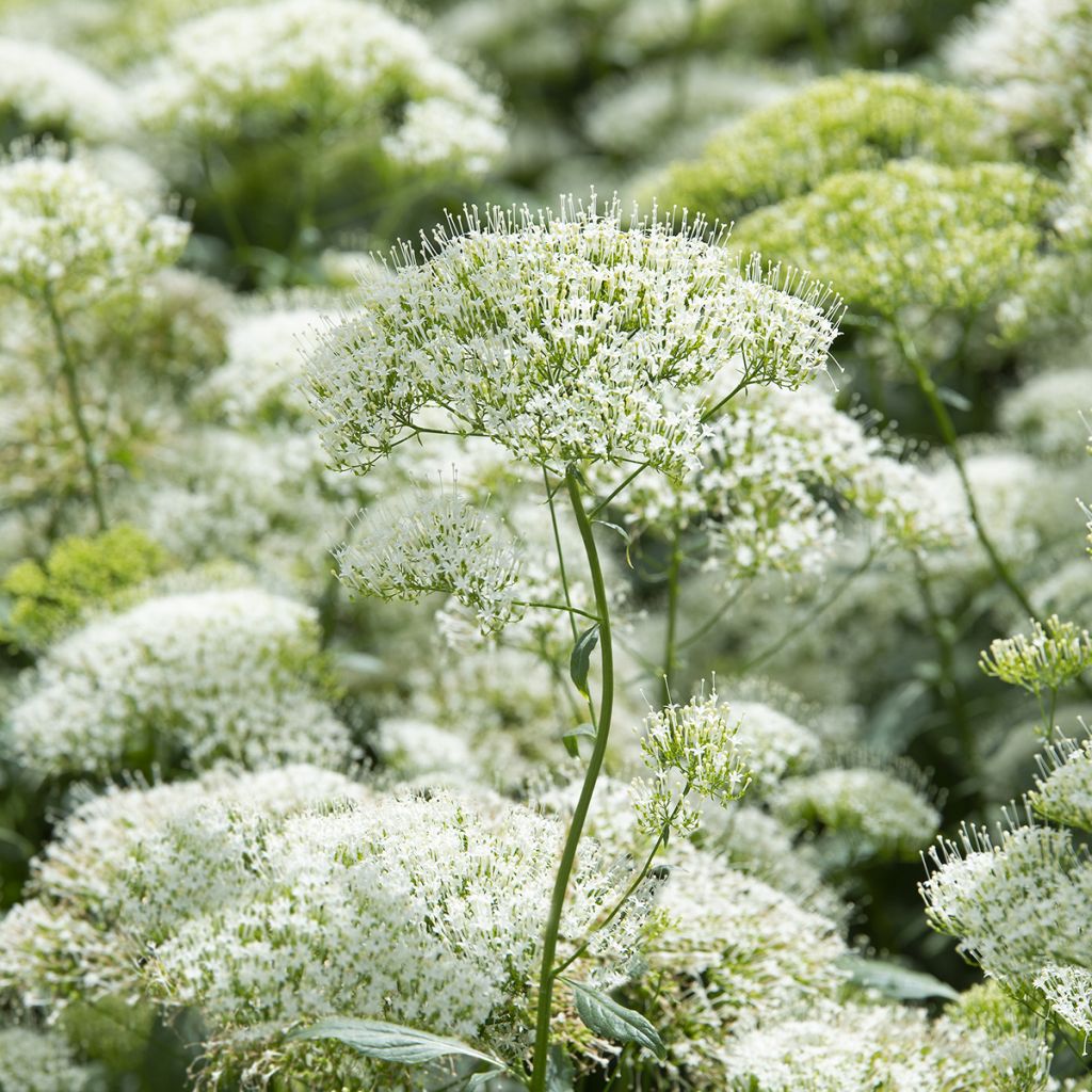 Graines de Trachélie White Knight - Trachelium caeruleum 