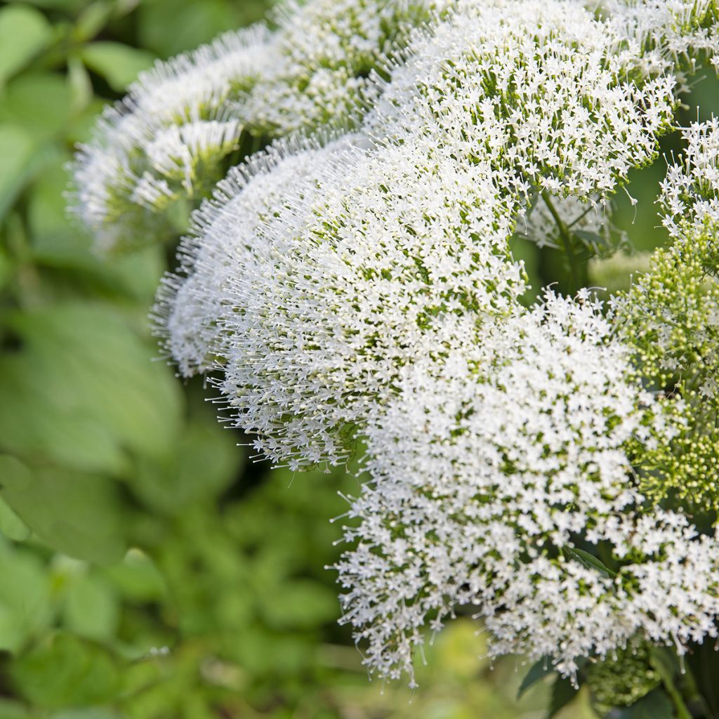 Graines de Trachélie White Knight - Trachelium caeruleum 