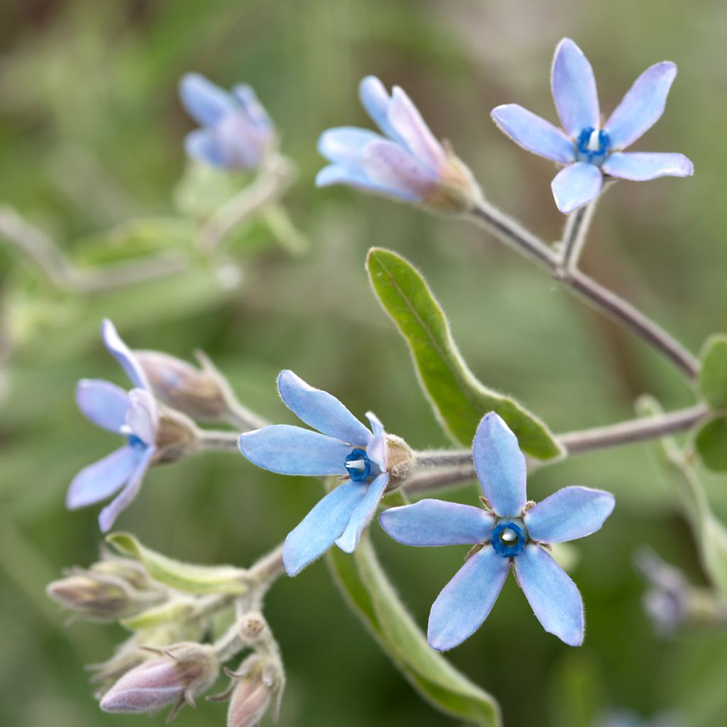 Graines de Tweedia (Oxypetalum) Heavenly Blue - Etoile du sud