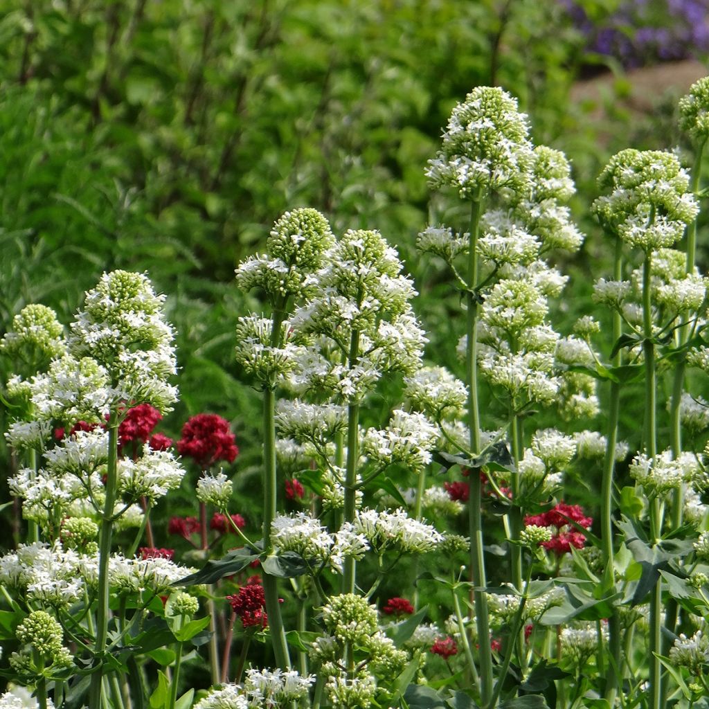 Graines de Valériane des jardins Snowcloud - Centrantus ruber