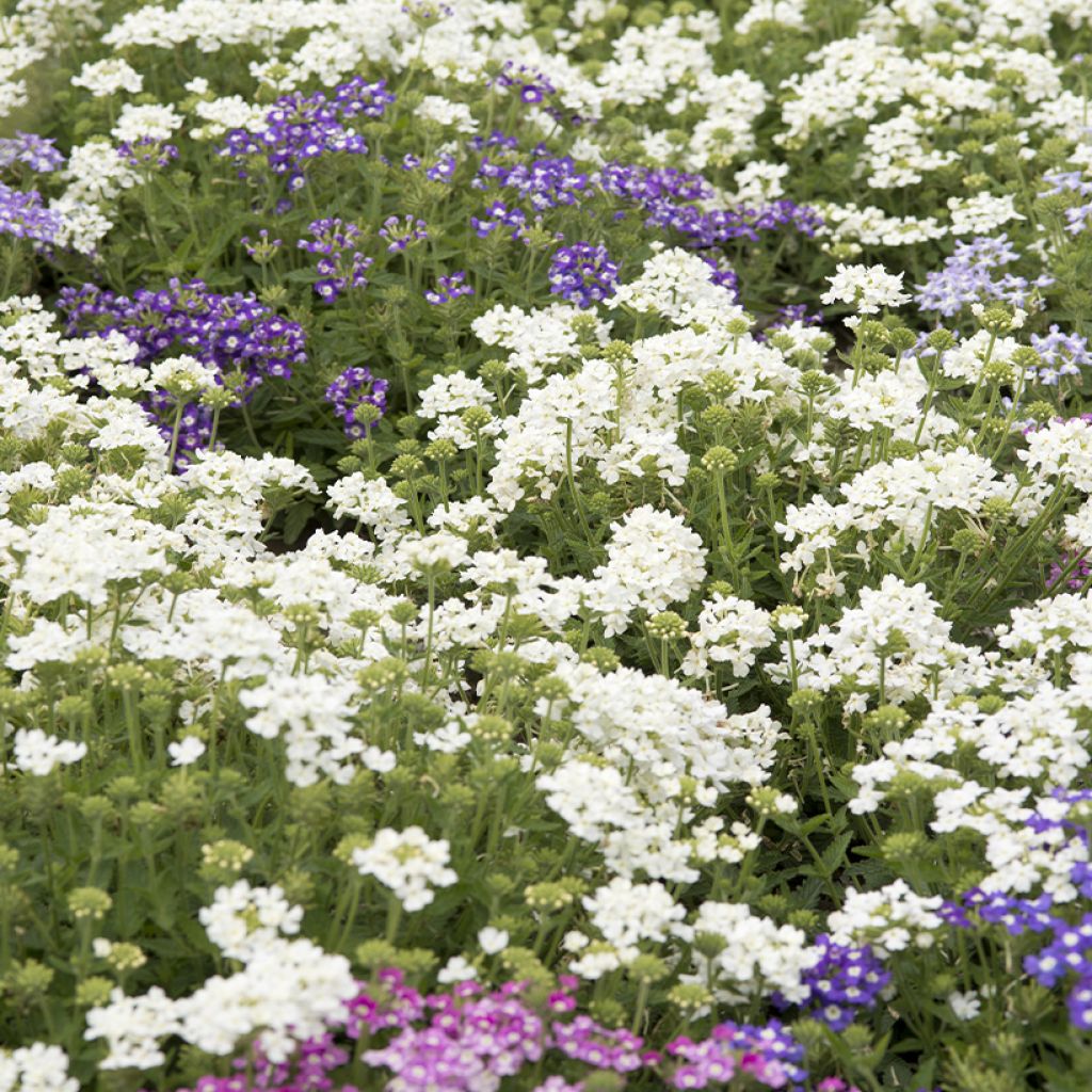 Graines de Verveine annuelle Scentsation Mix - Verbena hybrida