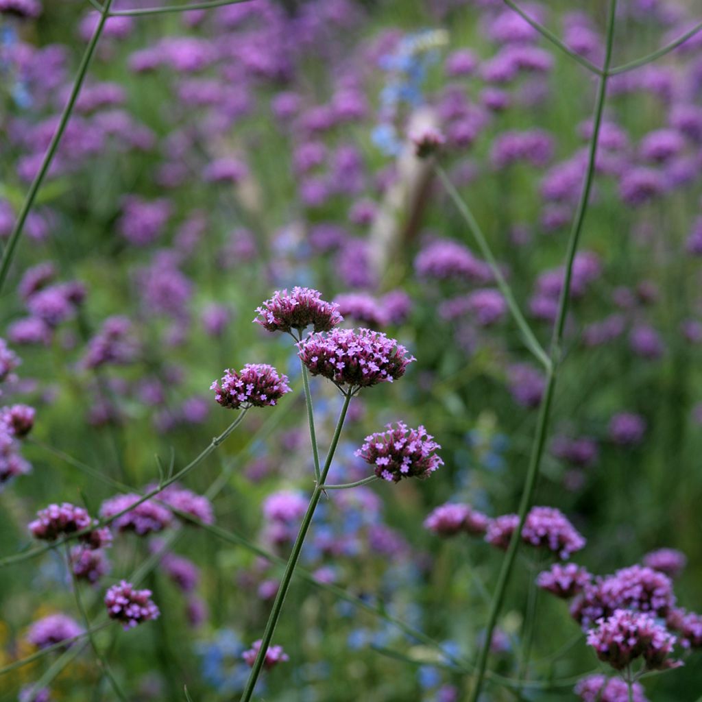 Graines de Verveine de Bueno-Aires Purple Top - Verbena bonariensis