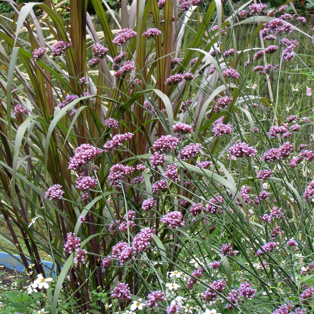 Graines de Verveine de Bueno-Aires Purple Top - Verbena bonariensis
