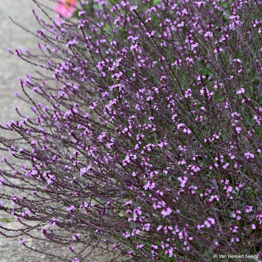 Graines de Verveine officinale Bampton - Verbena officinalis