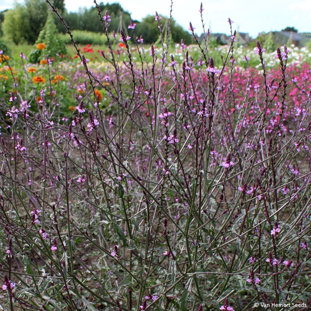 Graines de Verveine officinale Bampton - Verbena officinalis