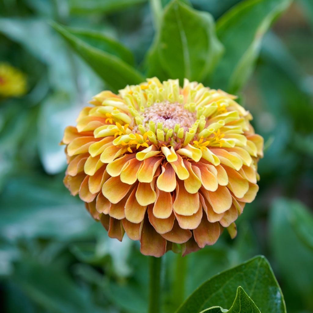 Graines de Zinnia elegans Queeny Lemon Peach