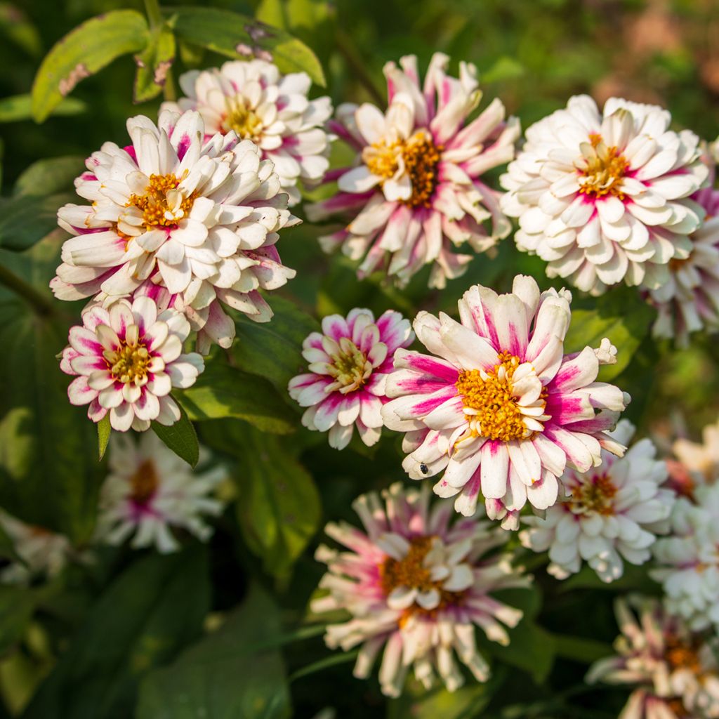 Graines de Zinnia du Maryland Zahara F1 Double Mix  