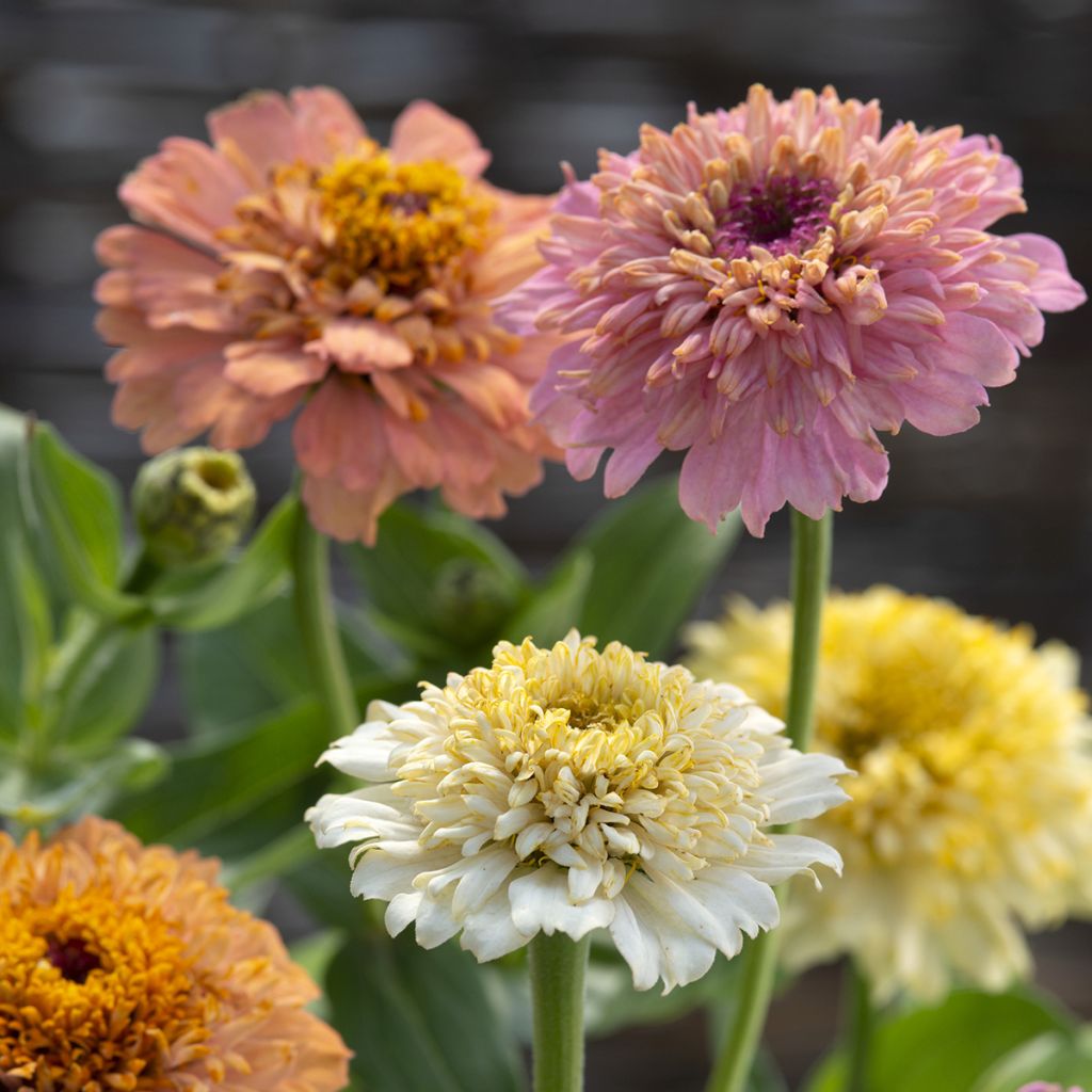 Graines de Zinnia elegans Cresto! Peaches and Cream