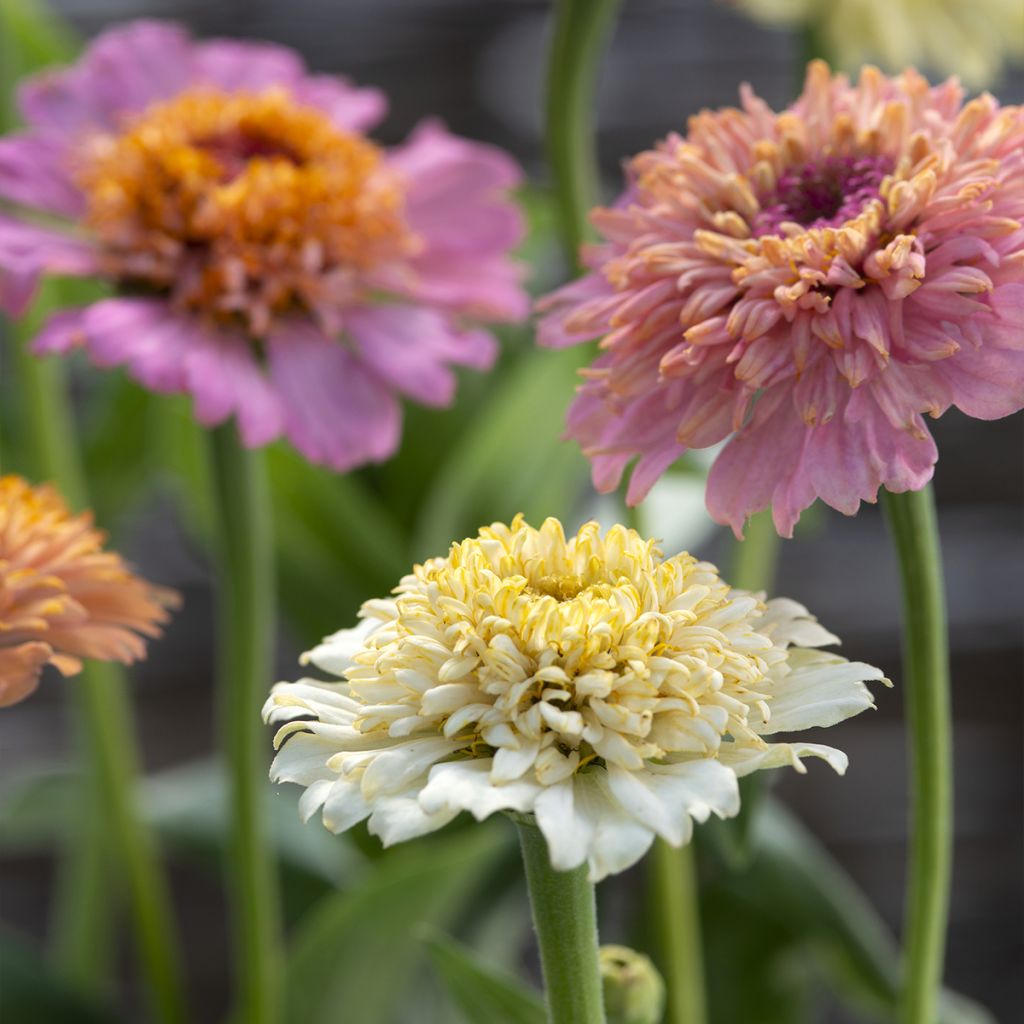 Graines de Zinnia elegans Cresto! Peaches and Cream