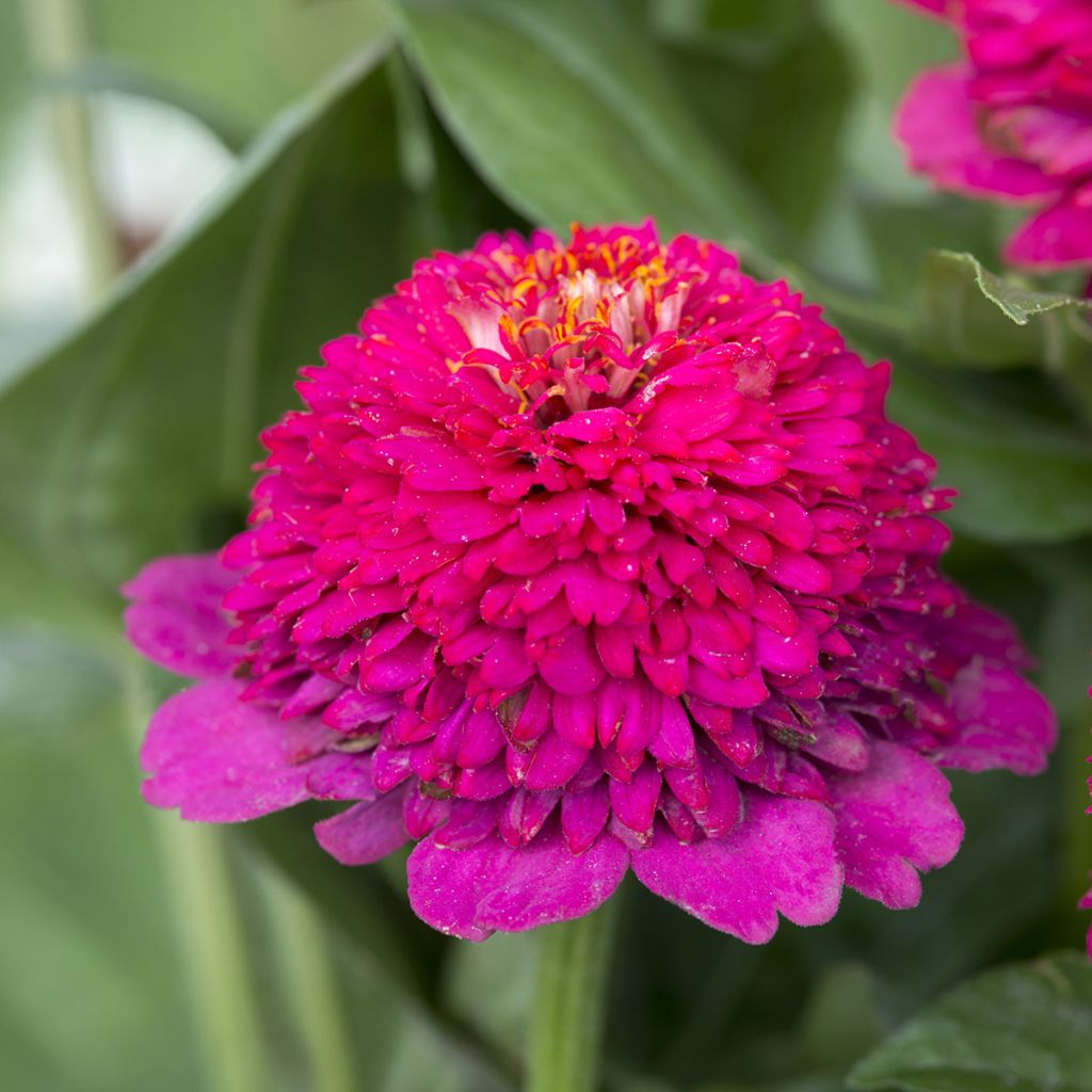 Graines de Zinnia elegans Cresto! Violet