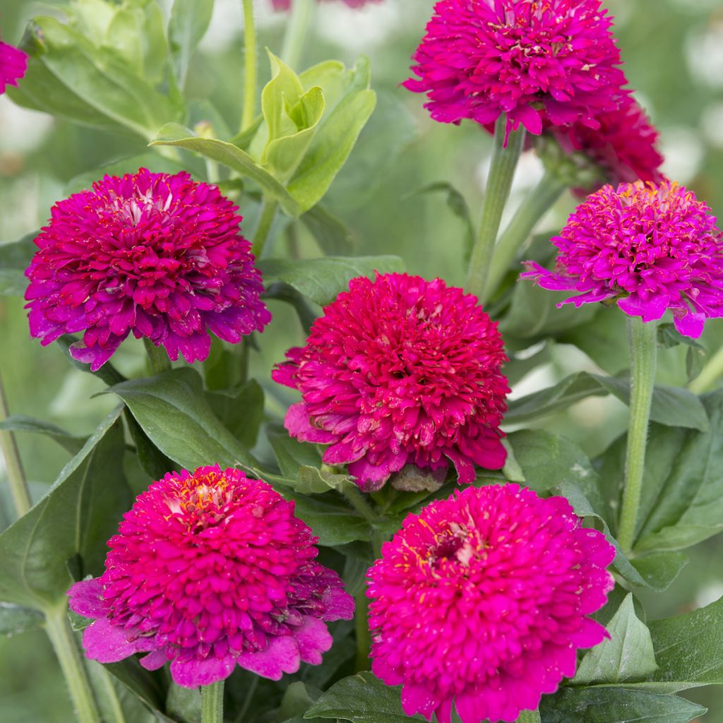 Graines de Zinnia elegans Cresto! Violet