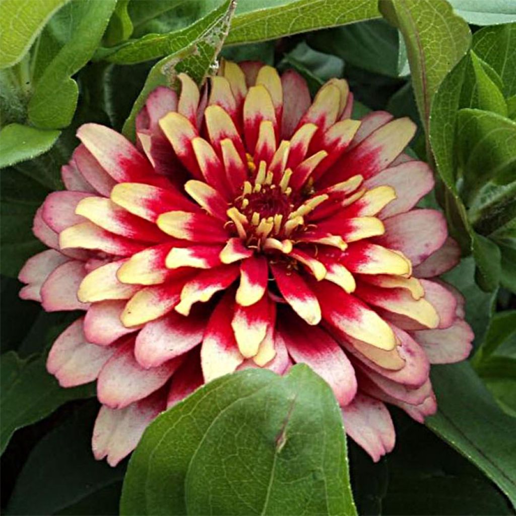 Graines de Zinnia elegans Swizzle Cherry & Ivory