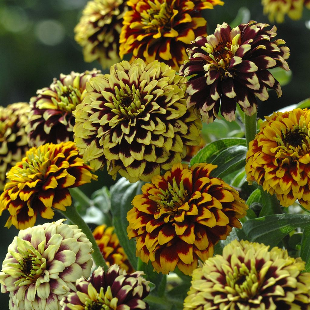 Graines de Zinnia haageana Jazzy Mix