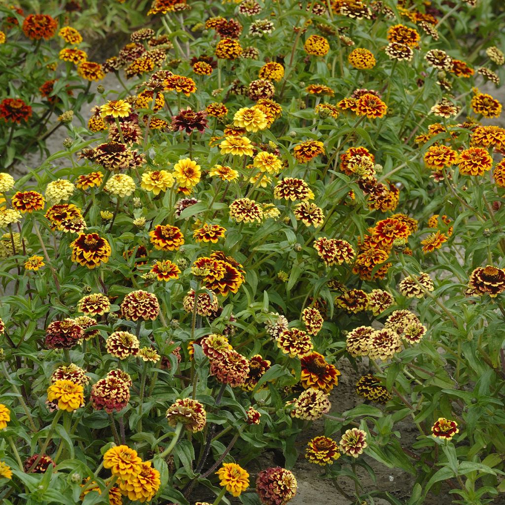 Graines de Zinnia haageana Jazzy Mix