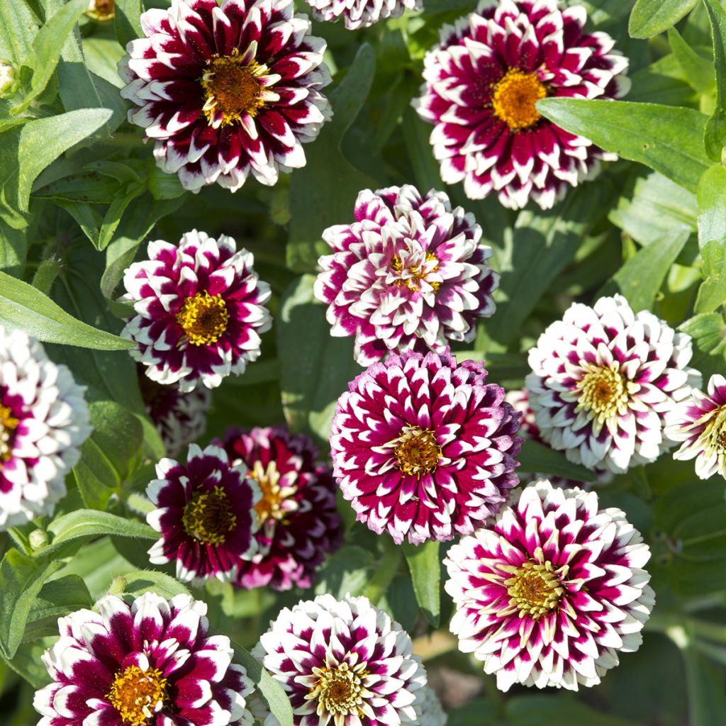 Graines de Zinnia haageana Jazzy Red