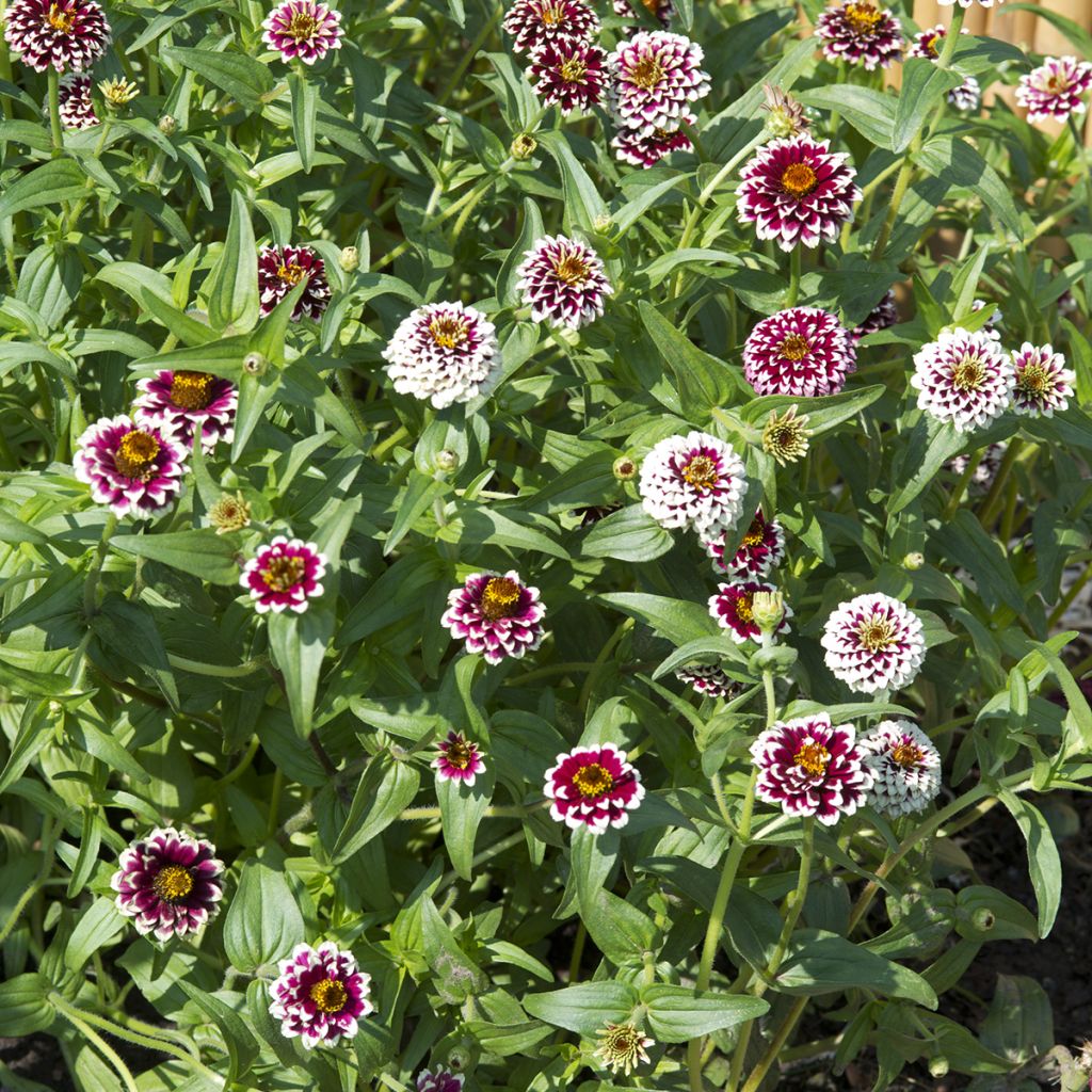 Graines de Zinnia haageana Jazzy Red